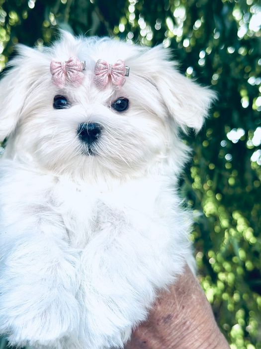 Мальтезе щенки гипоалергенная порода