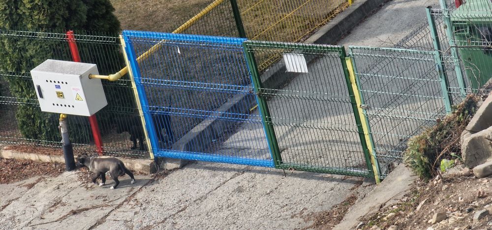 Cățeluși abandonați