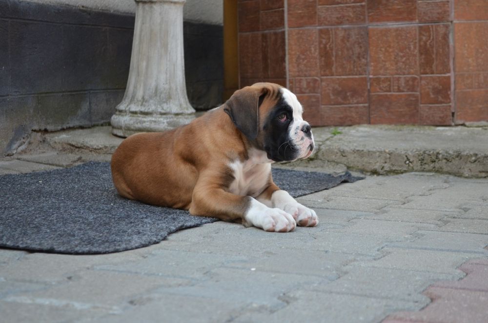 Pui Boxer cu Pedigree