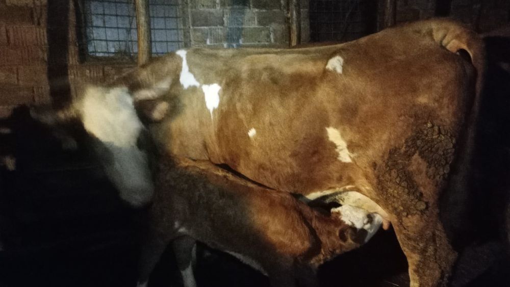 De vânzare vaca cu vitel