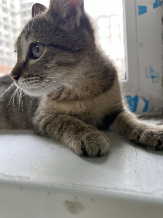 Котенок девочка 3 месяцев