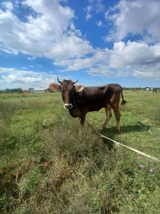 Vând vaca  de 3 ani fatata de 2 săptămâni vițelul să vandut