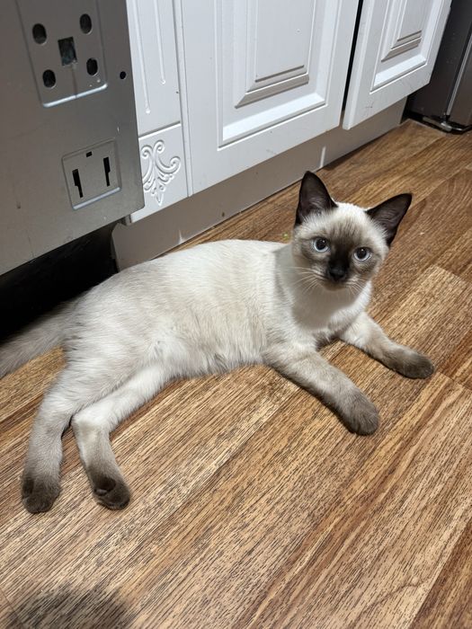 Отдам котенка в хорошие руки