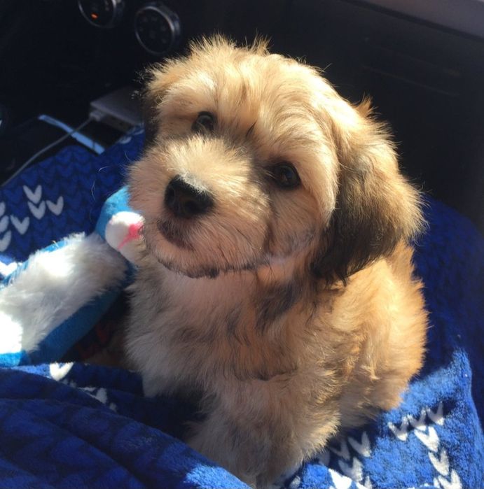 Bichon havanez  500 lei