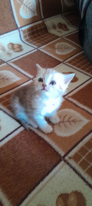 Шотландцы мраморного окраса.