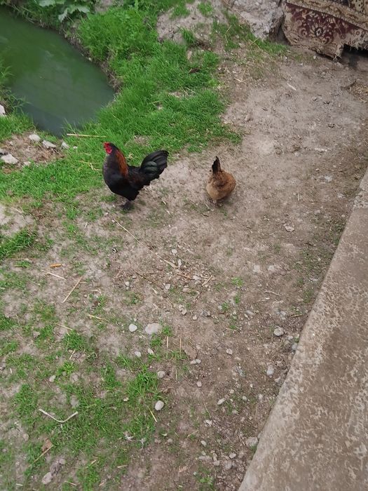 Японский сатылады