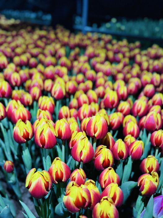 Тюльпаны оптом и в розницу,оптом голландские тюльпаны