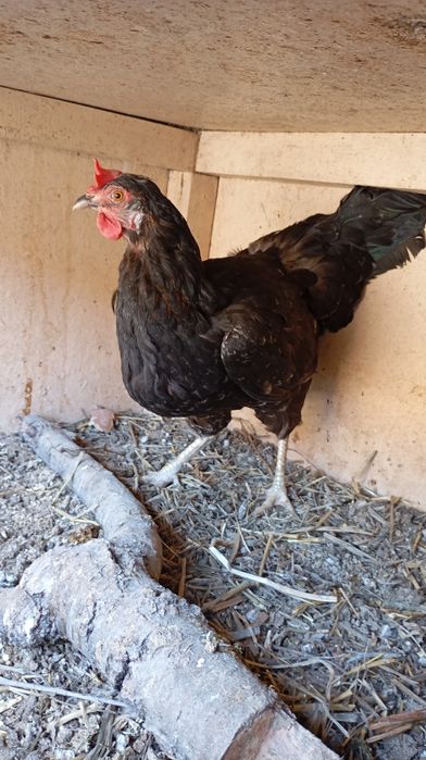 Damashniy tozza tovuqlar