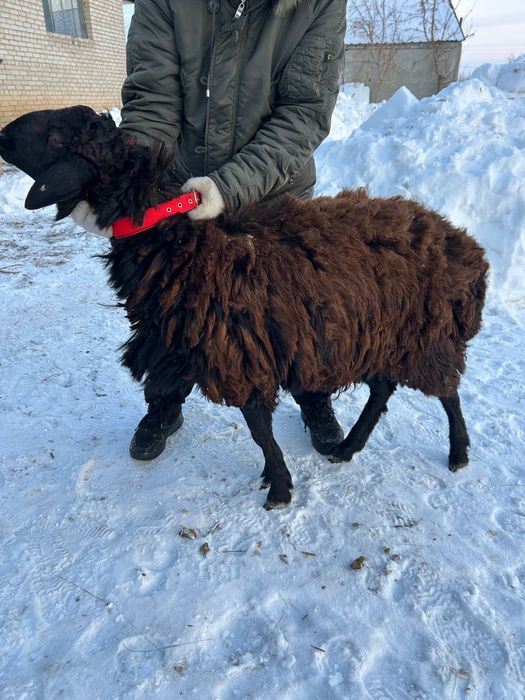 Кошкар  гесарский