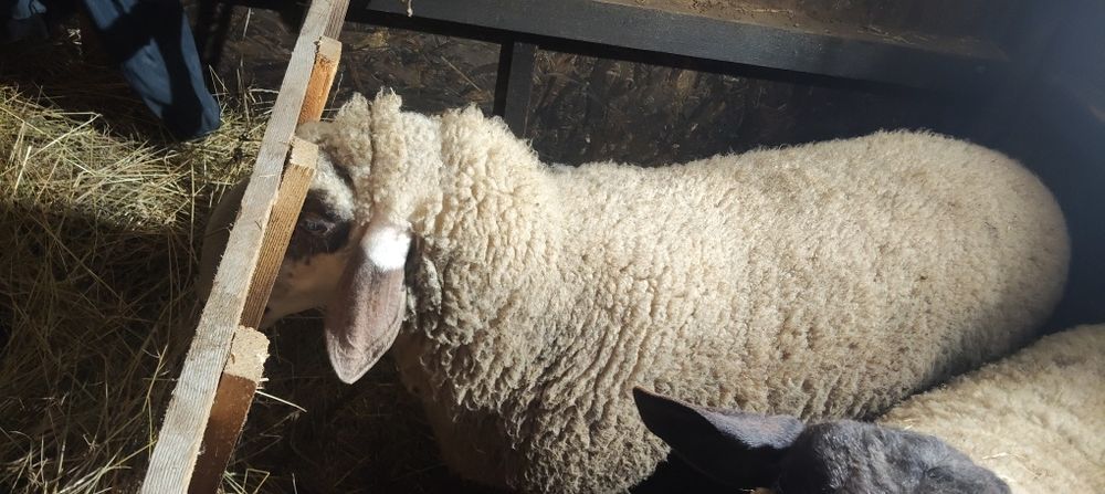 Berbec Carabas 1.6 ani