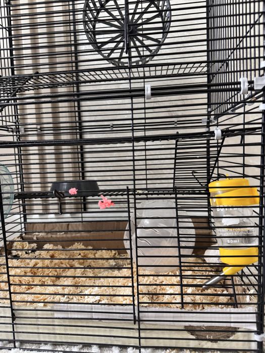 Хомяки,  клетка для хомяков