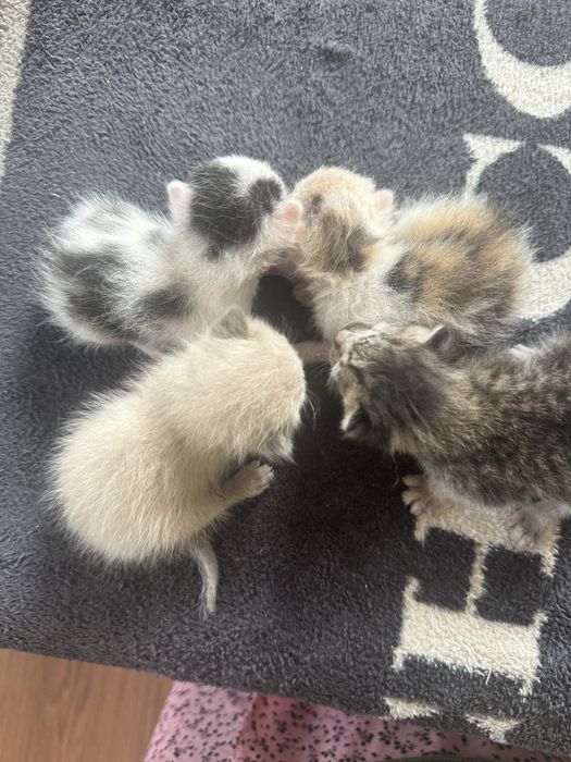 Отдам котят в добрые руки