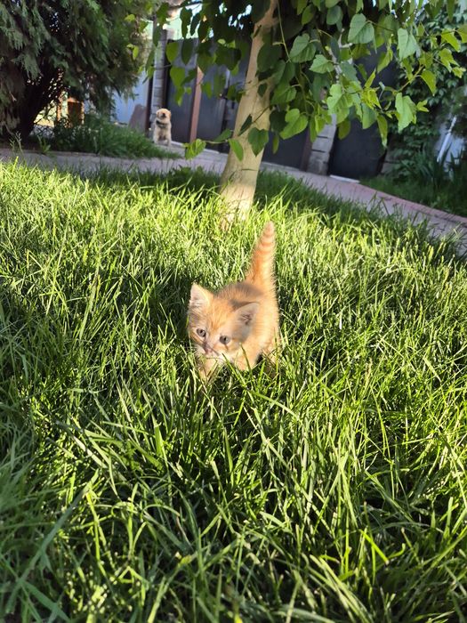 Рыжий котёнок,  мальчик
