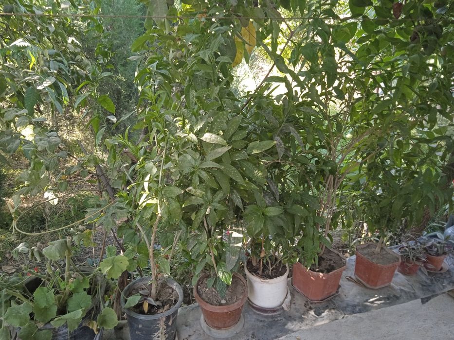 Tuvak gullar bor, turli xillaridan