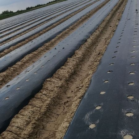 FolieMulcirePerforata zig-zag 30x30= 1.2x500m=370lei; 1.4x500m=430lei