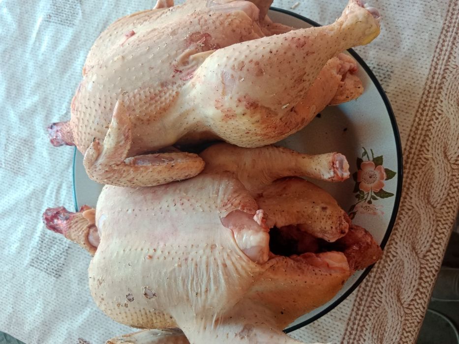 Продам домашних кур 2600