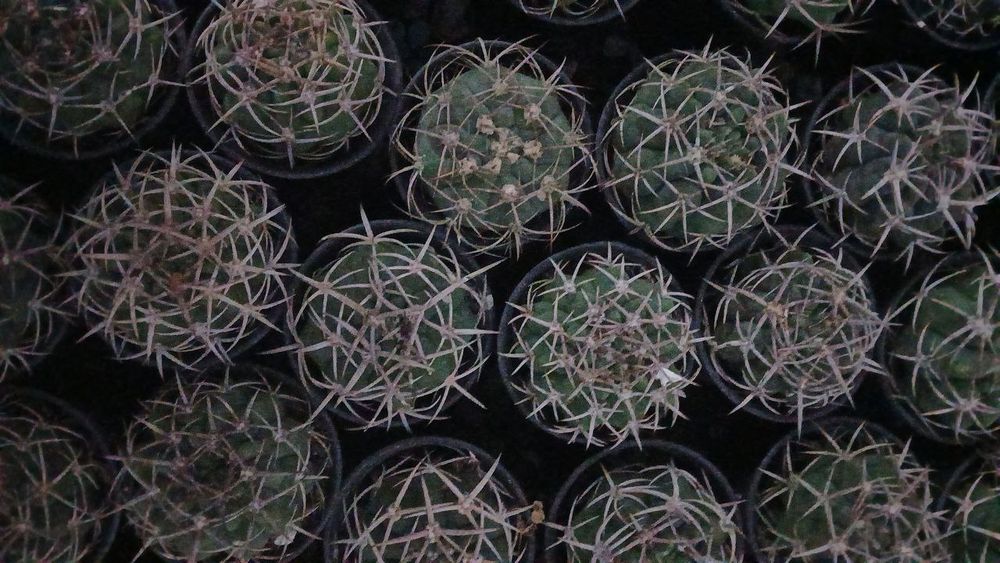 Tabiiy tuvakliy gullar sotiladi