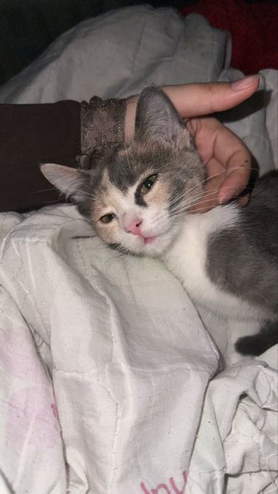 Отдам котёнка в хорошие руки дома