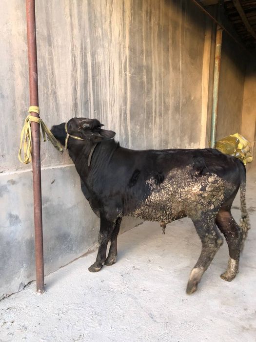 Angus buqa 1yosh 3 oy