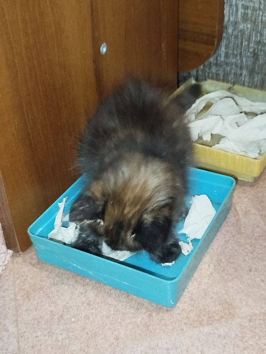 Отдам котяток в добрые руки