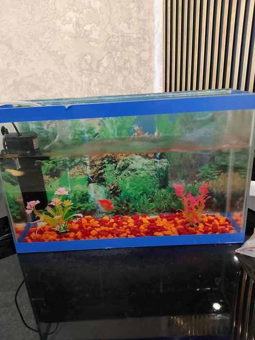 Продам аквариум с 2 рыбкой