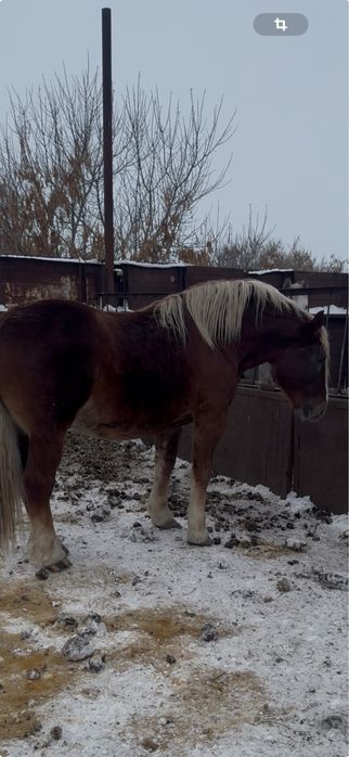 Продам жеребца тежелавоза