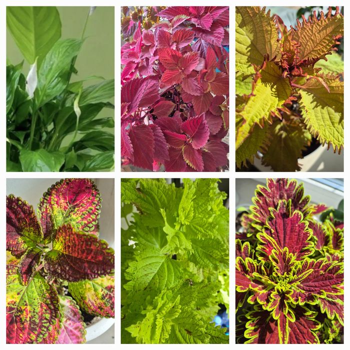 Цветы комнатные и садовые