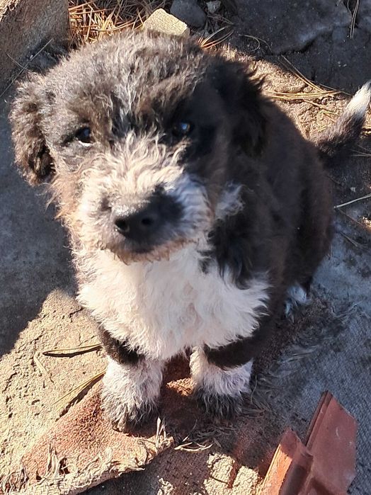 Продавам  кученце  Лагото Романьол 350 лв.