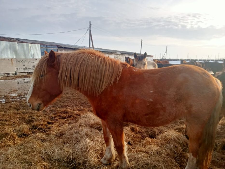 Продам лошадей 25 голов