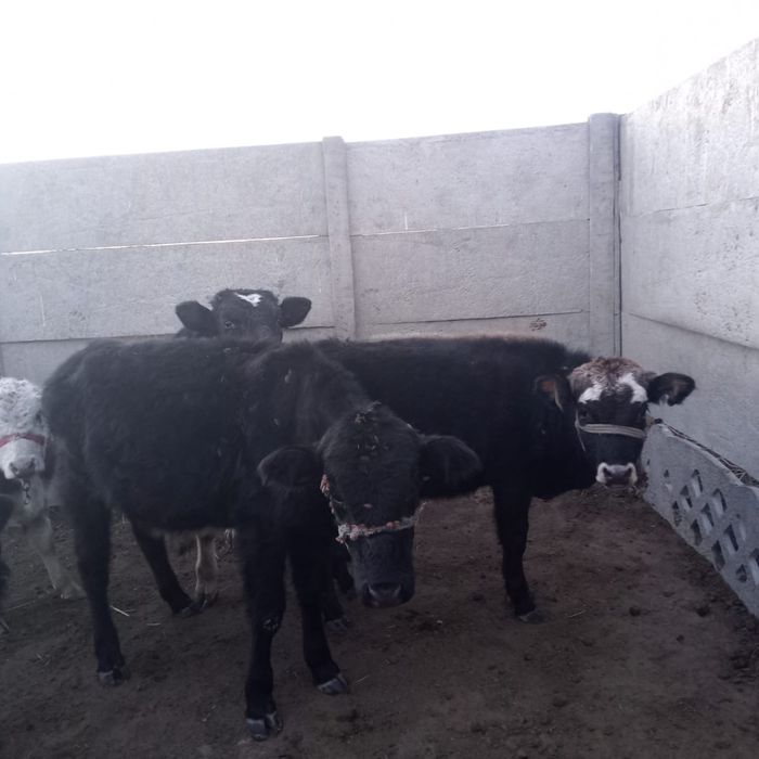 Бычок, Таналар 11 бас