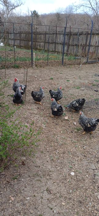 Oua incubat Wyandotte argintiu