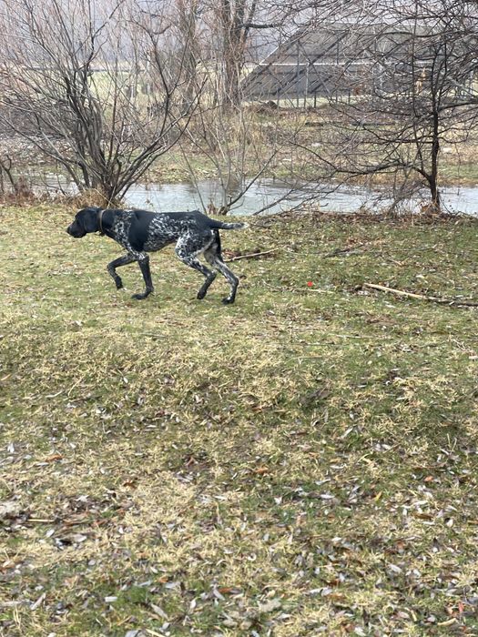 Курцхаар 1 жасар.