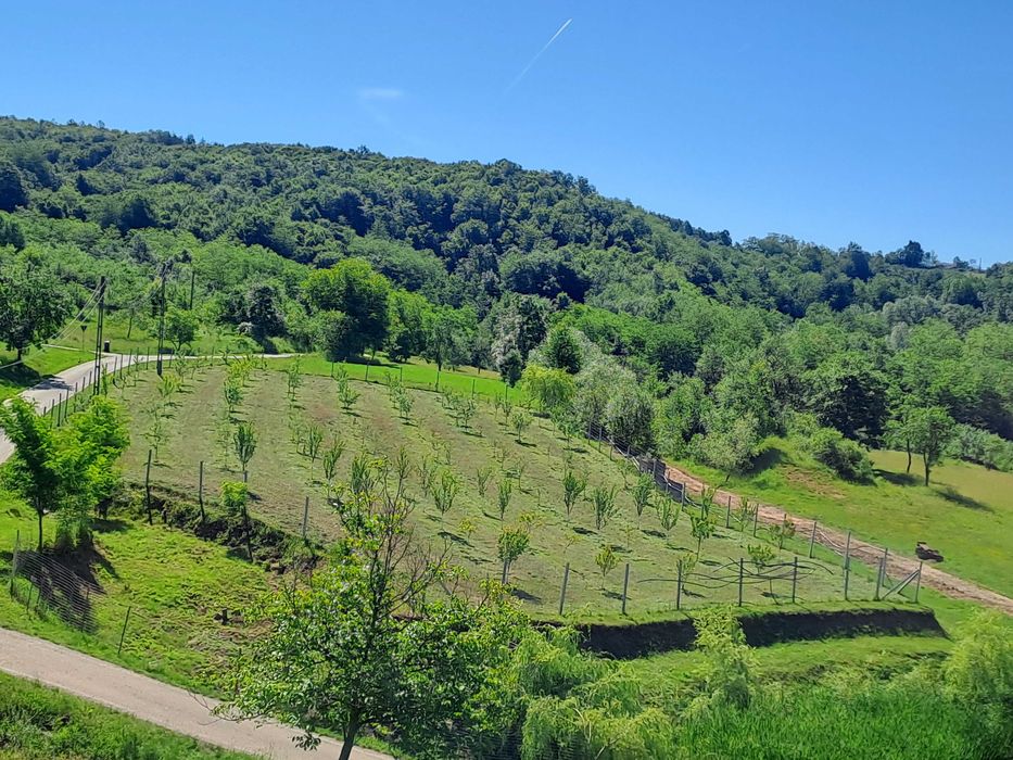 Vind livada 120 pomi fructiferi mixt, intravilan,3400 m,linga asfalt posibilitate constructie casa,ingradita,mai multe informati in privat 0726083166