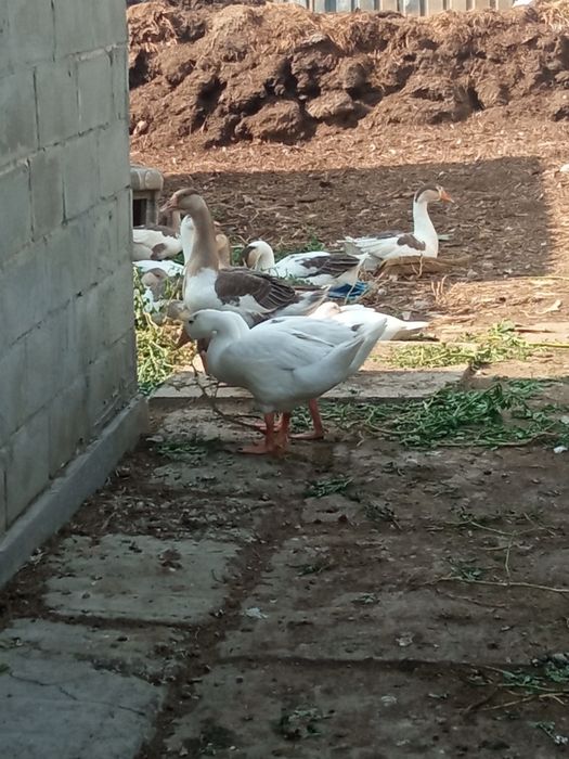 Продам домашних гусят