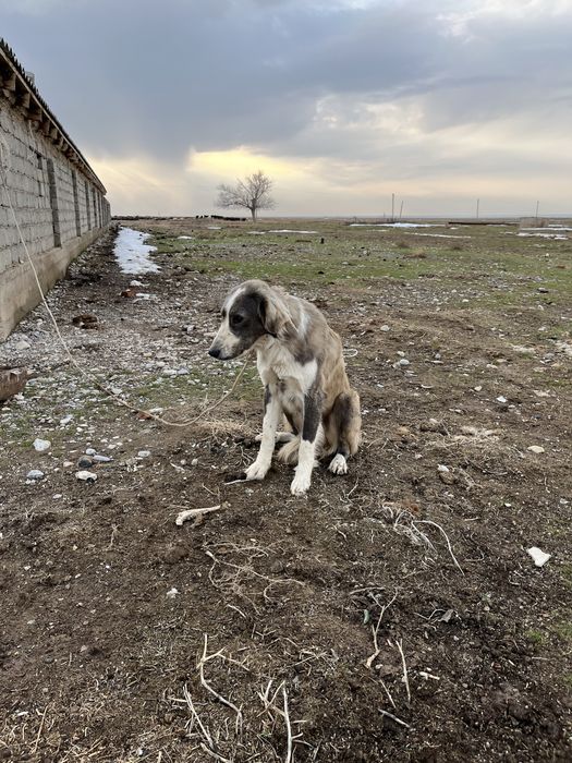 Дүрек, драк алабай мен тазы шатыс