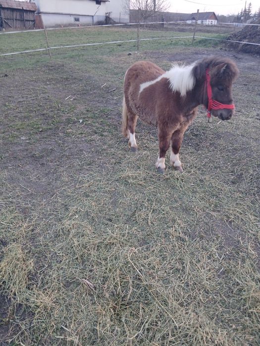 De vânzare poneita de 11 luni foarte cuminte fără gram de defect