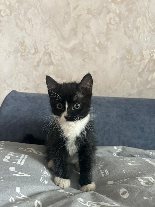Котёнок мальчик  приучен к