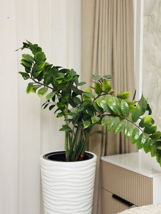 Замиокулькас ( долоровое дерево)