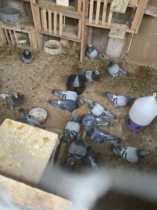 Porumbei voiajori cu clasări