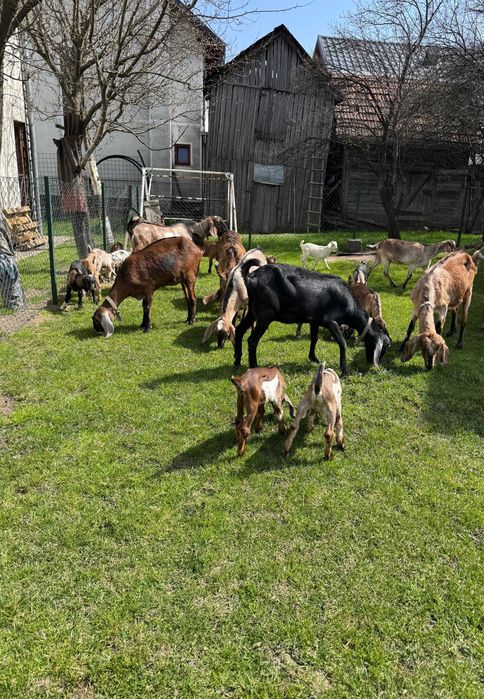 Capre anglo-nubiene rasa pura