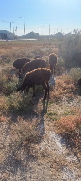 Тұсақ қойлар 3, бір тоқты