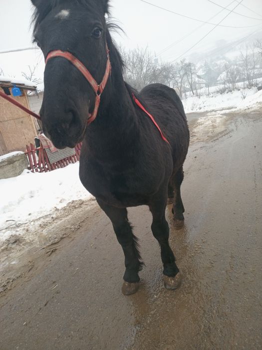 Vind manz de aproape un an