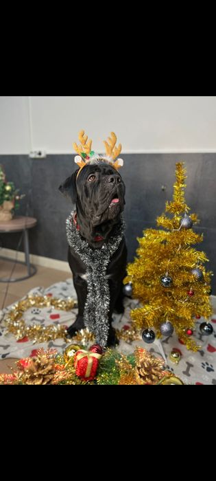 Кане Корсо кобель