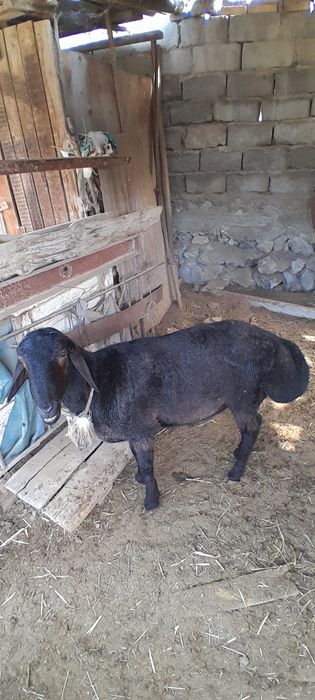 Продается Баран(кучкор сотилади)