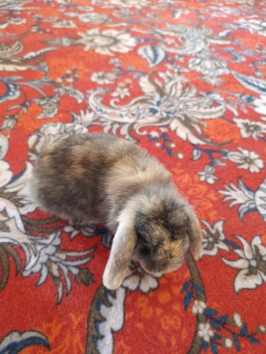 Quyonlar fransuski baran sotiladi yeb ichishlari zoʻr jinsi - qiz bola