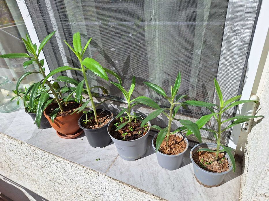 Цвете Каланхое Майка на хиляди