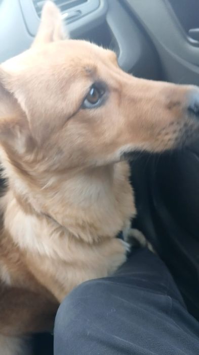 В добрые руки. Помесь маленуа