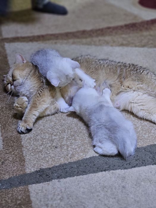 Британские Котята шиншиллы