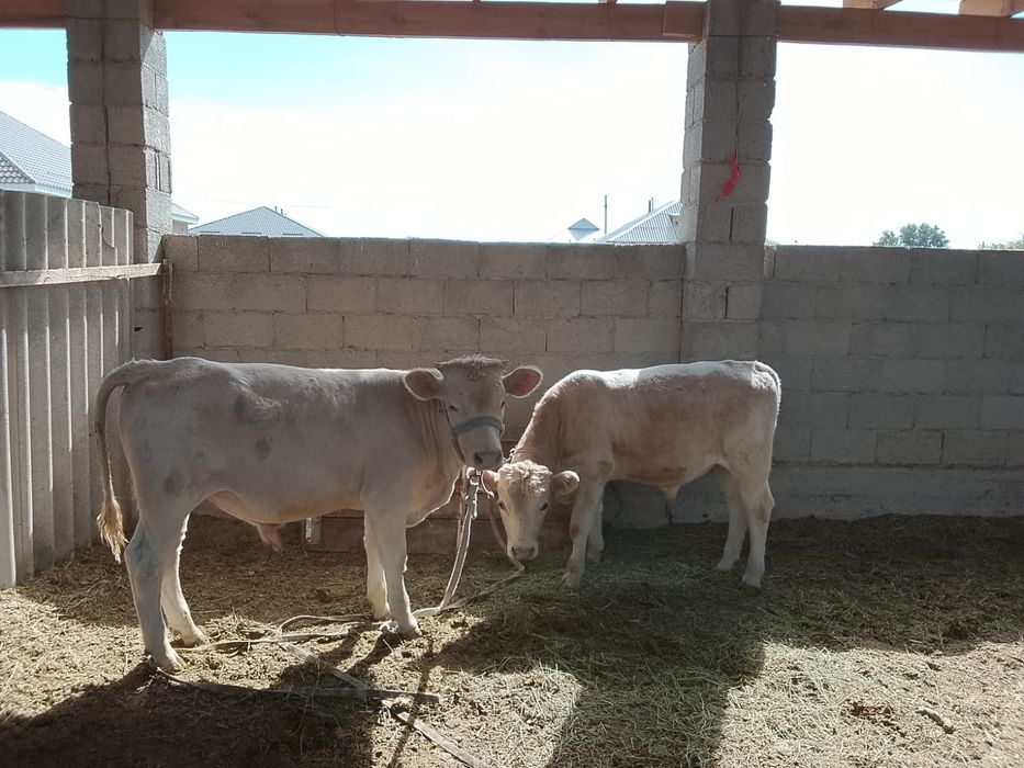 Әулиекөл бұқалар сатылады