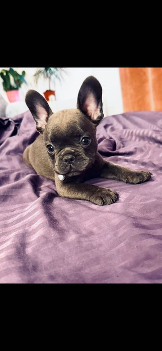 Pui Buldog Francez